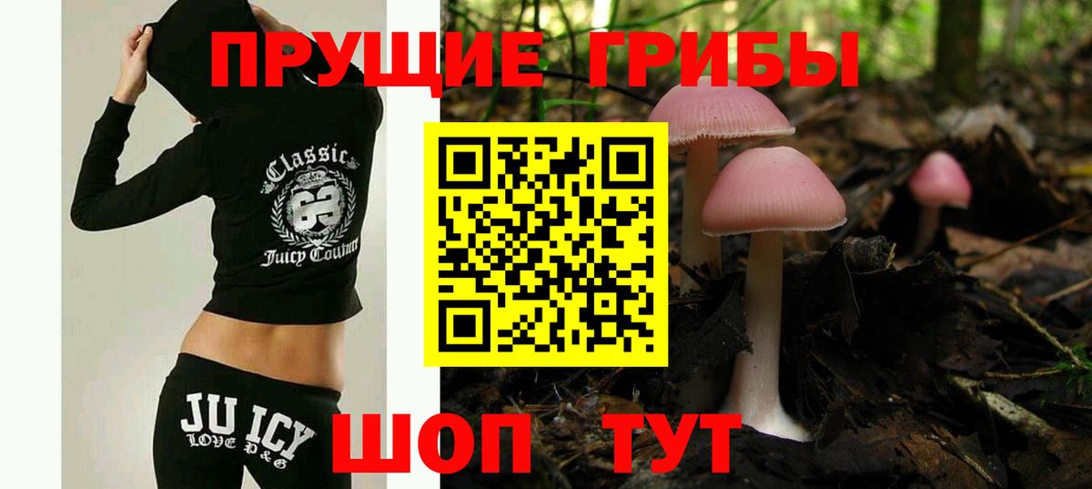 Псилоцибиновые грибы Psilocybe Тимашёвск